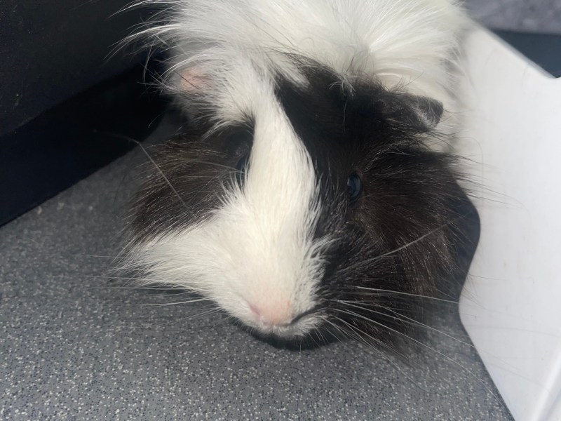guinea pig for sale