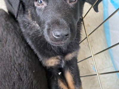 German shepherd puppy needs new home