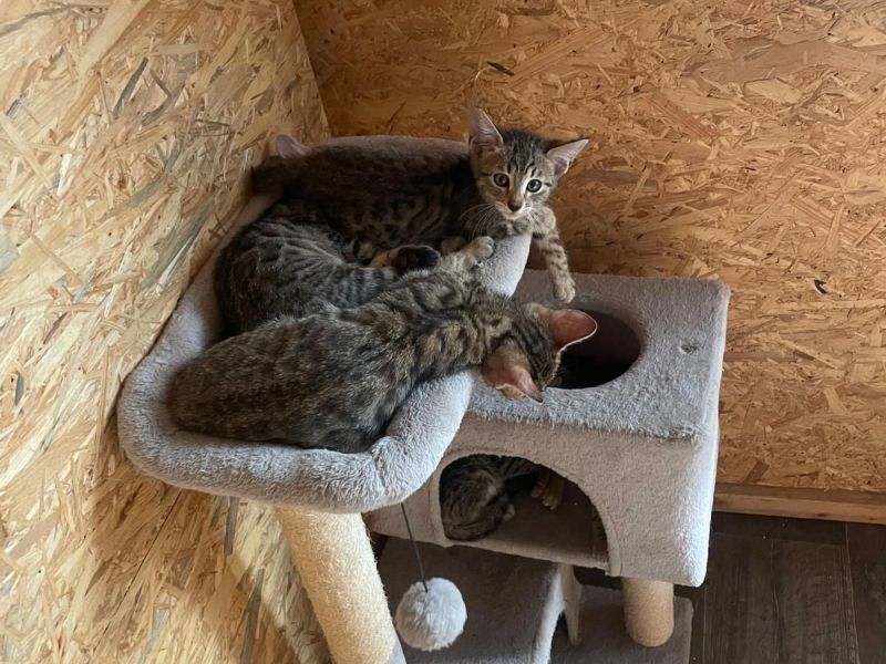 baby Bengal katze zum verkaufen