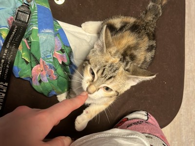 2 Kätzchen zu verkaufen