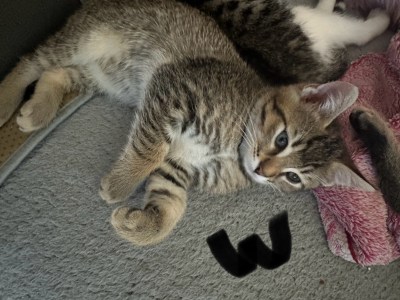 Baby Katzen abzugeben