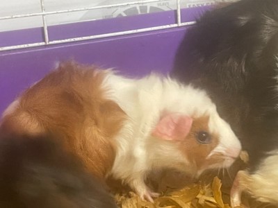 3 baby guinea pigs for sale 45$ each 1girl 2 boys