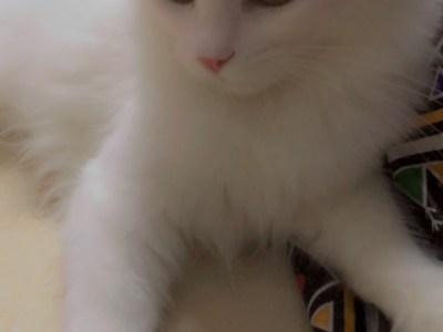 المدينة المنورة