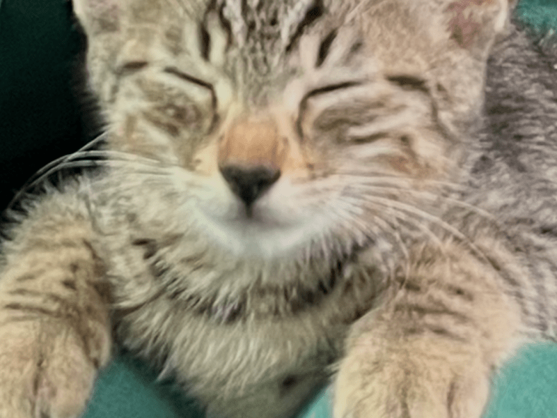 baby Bengal katze zum verkaufen