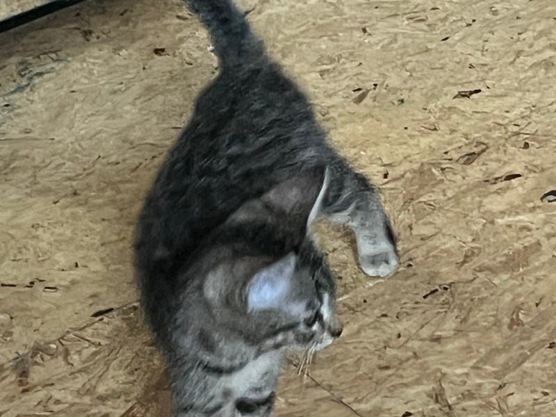 baby Bengal katze zum verkaufen