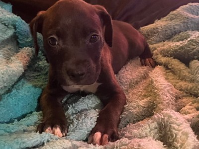 Bully puppy for sale