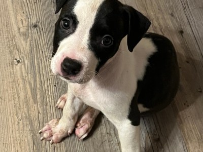 Bully puppy for sale