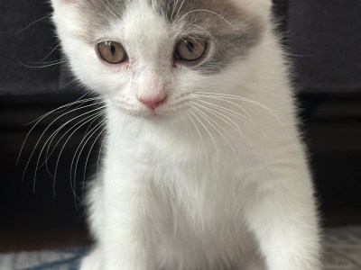 Britisch Kurzhaar Kater (kitter)