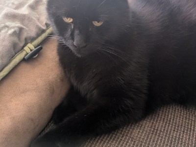 Rocky sucht ein neues zu Haus für immer