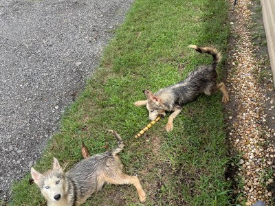 Baby huskys