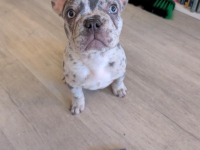French Merle puppy
