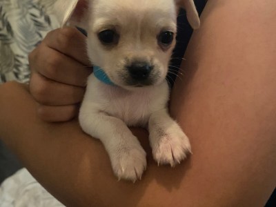 Chihuahua puppies 5wks seeking forever homes