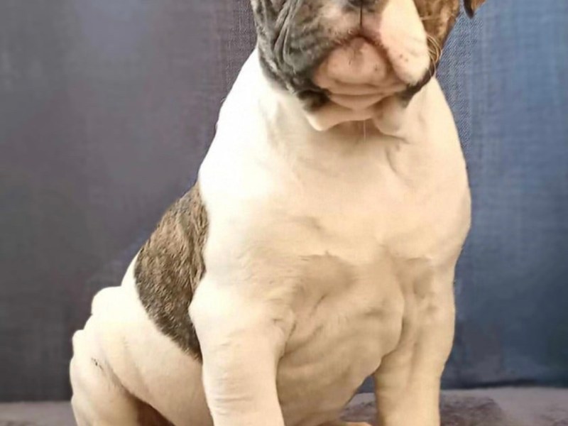Alapaha blue blood bulldog
