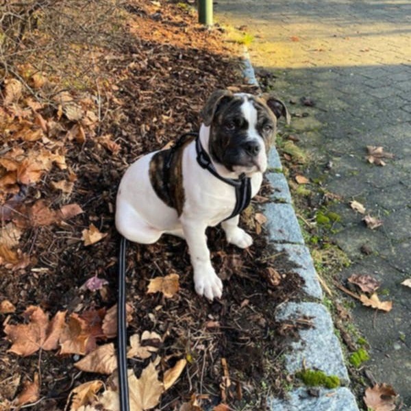 Alapaha blue blood bulldog