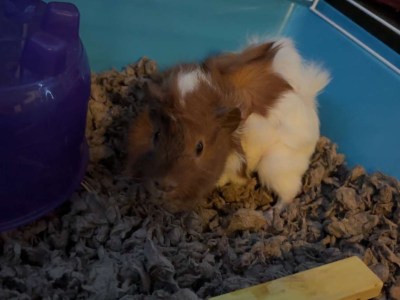 Guinea Pig For Free