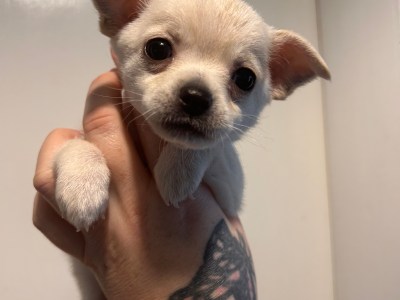 Jack chi puppies urgent homes