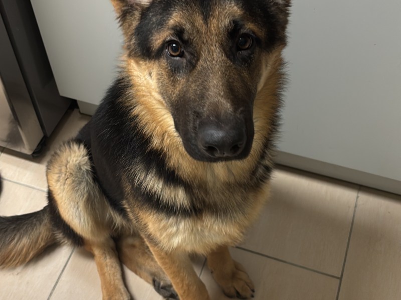 Deutscher Schäferhund