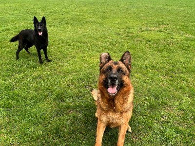 Deutscher Schöferhund Rüde