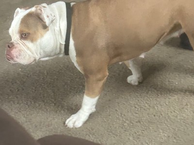 Looking for a good home for her