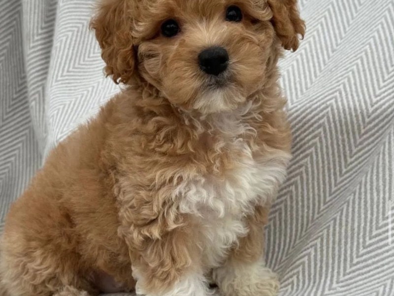 Maltipoo