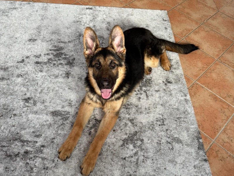 Deutscher Schäferhund