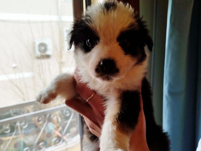 Vendo Pastore Australiano