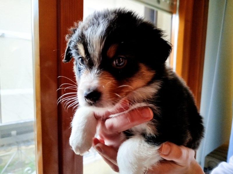 Vendo Pastore Australiano