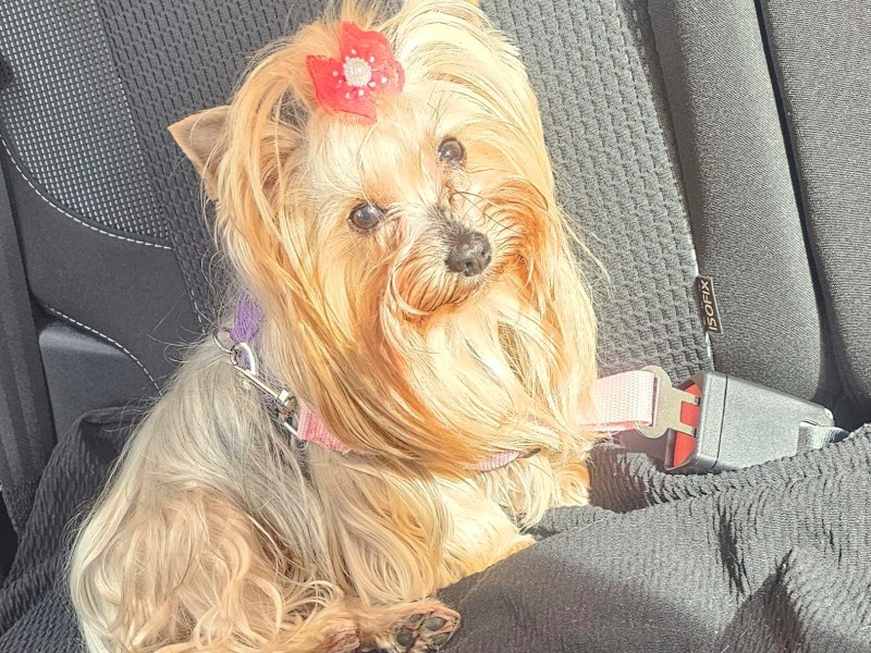 Venta de cachorros yorkshire recién nacidos