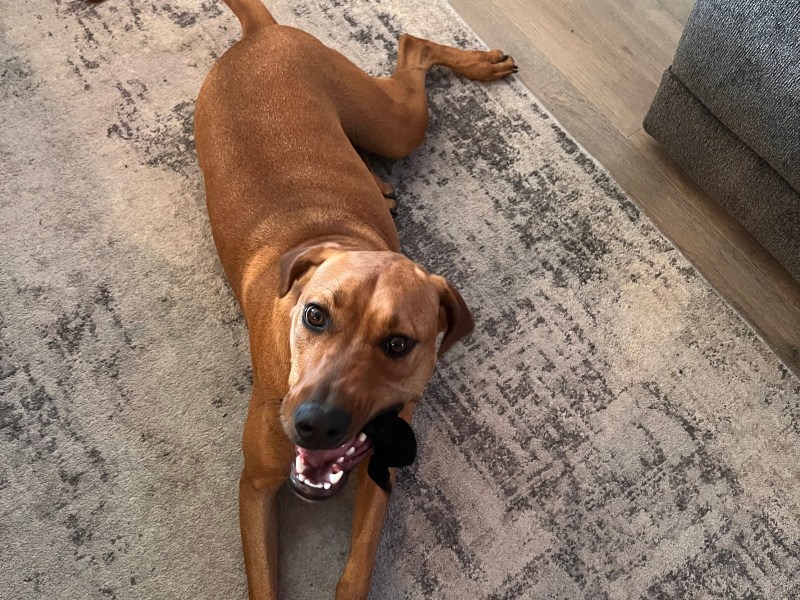 Leia- Half Doberman, Half Pit