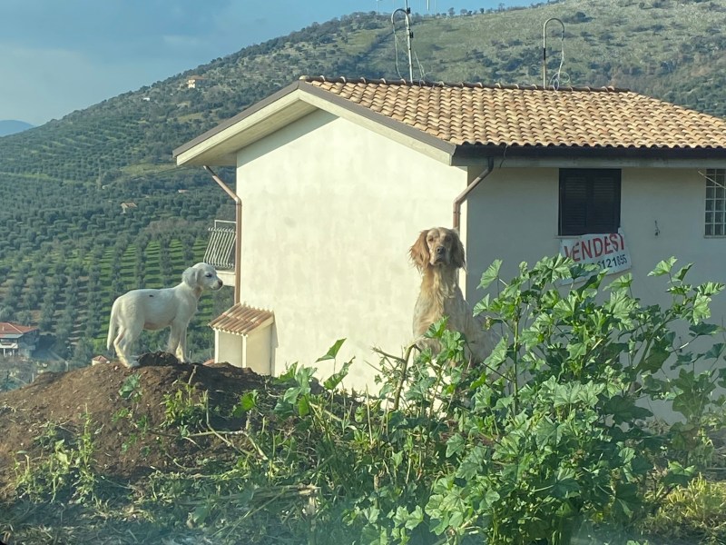 cuccioli cercano casa