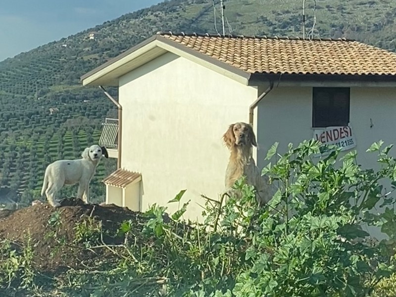 cuccioli cercano casa
