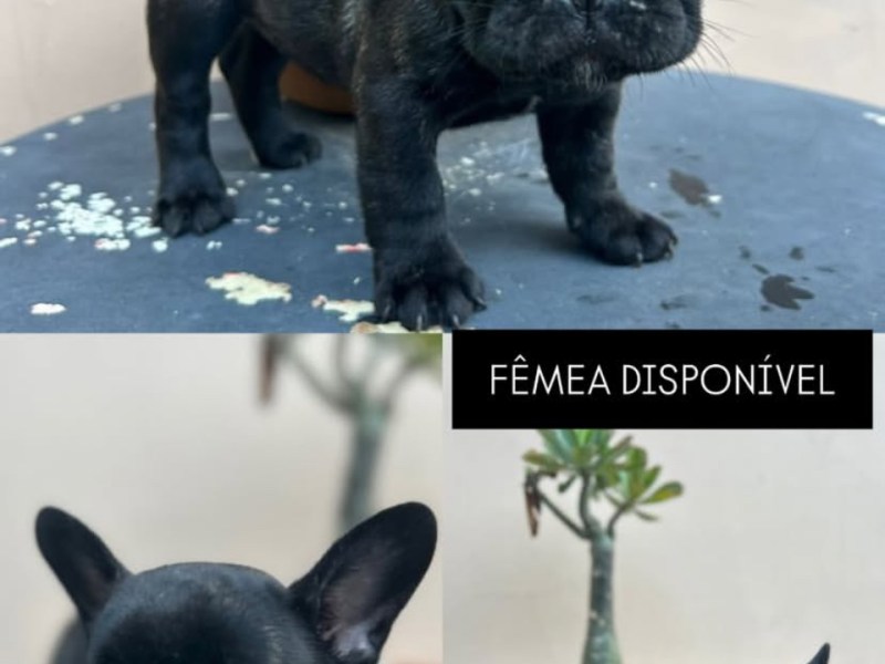 Filhotes De Buldogue Francês Vermífugados