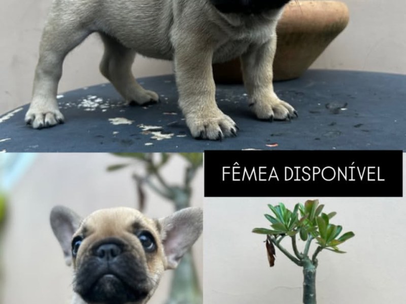 Filhotes De Buldogue Francês Vermífugados