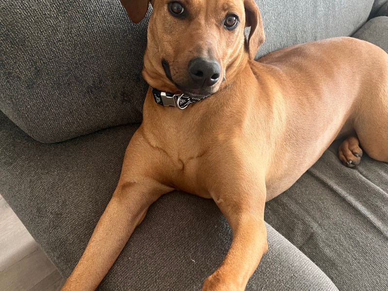 Leia- Half Doberman, Half Pit