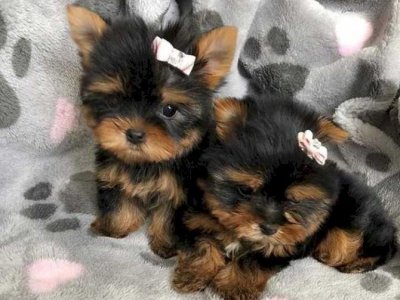 Super tiny teacup male Yorkie puppy