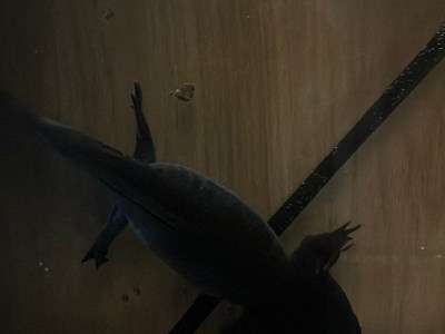 2 axolotls met bak en filter