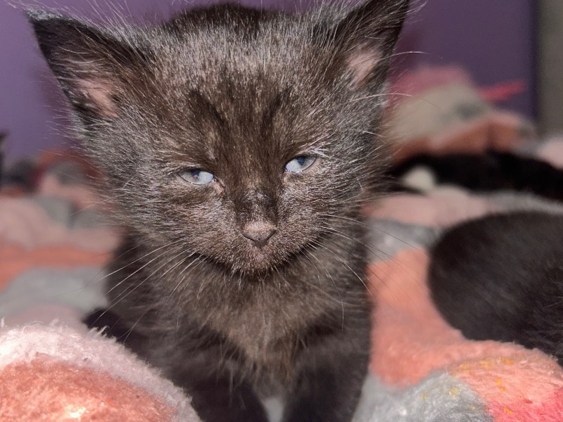 3 beautiful boy kittens looking for a loving home