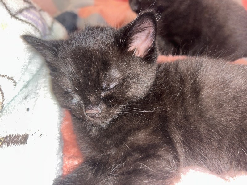 3 beautiful boy kittens looking for a loving home