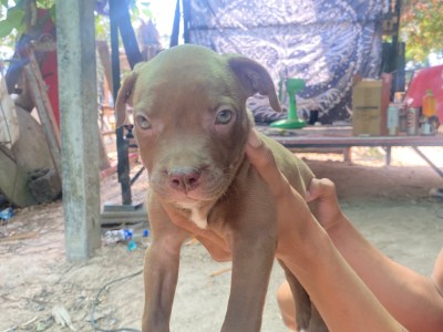 บูลลี่สแตนดาร์ด