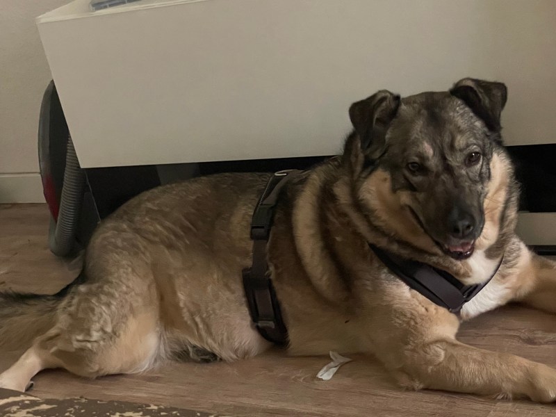 Border Collie Schäferhund