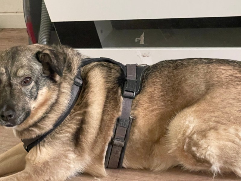 Border Collie Schäferhund