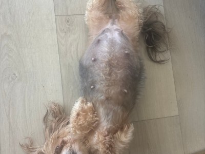 Yorkie babies 2 girls