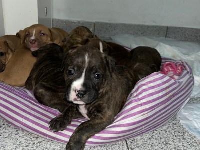 Americam Bully X Americam pitbull