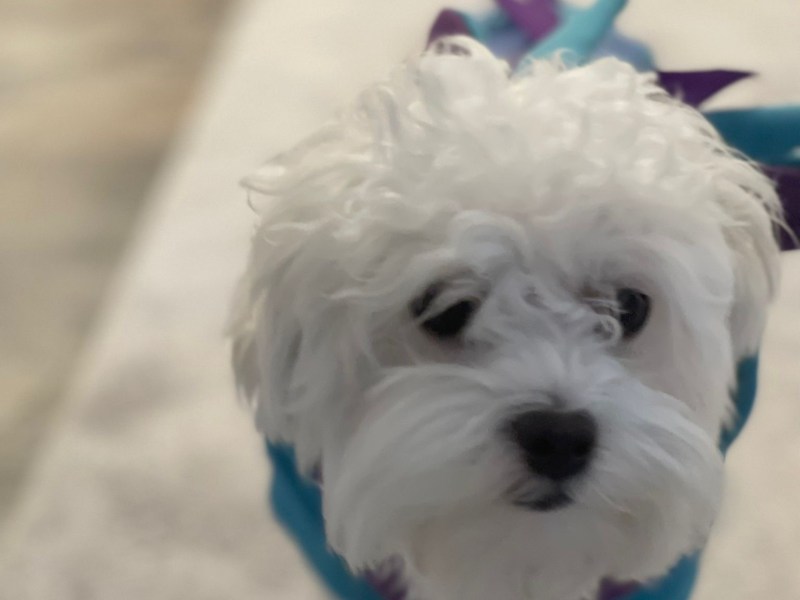 Ein Herz auf vier Pfoten – mein kleiner Malteser