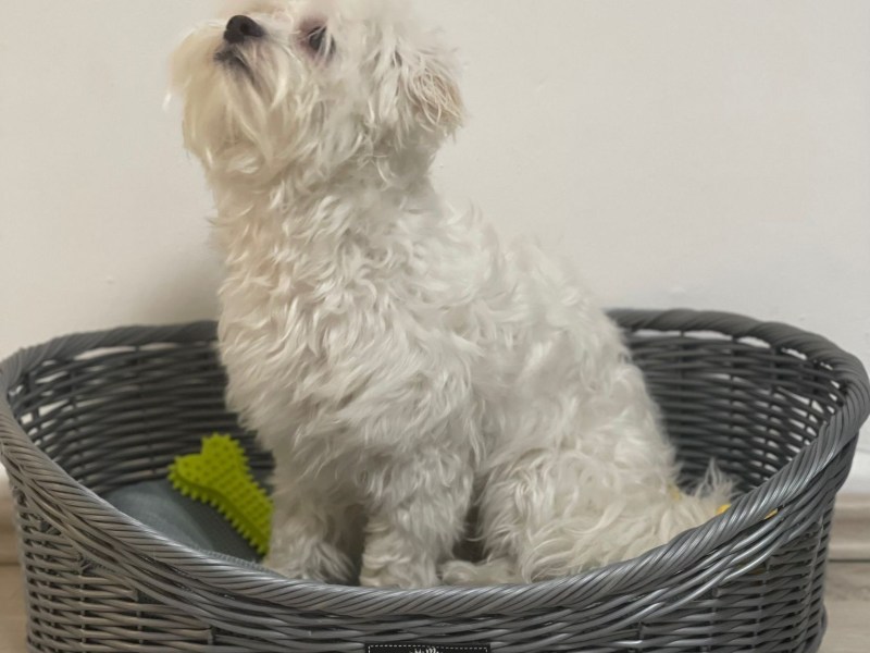 Ein Herz auf vier Pfoten – mein kleiner Malteser