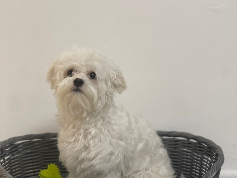 Ein Herz auf vier Pfoten – mein kleiner Malteser