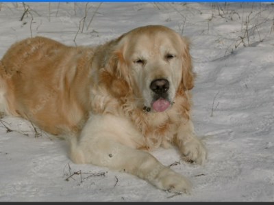 Care and well trained