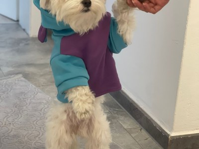 Ein Herz auf vier Pfoten – mein kleiner Malteser