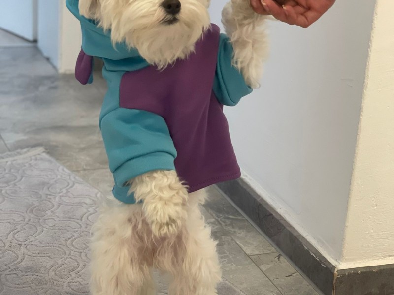 Ein Herz auf vier Pfoten – mein kleiner Malteser