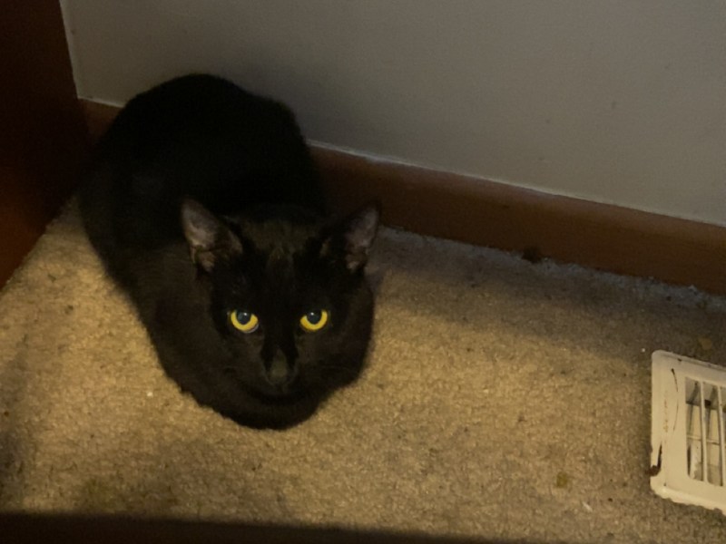 Two One year old cats for FREE